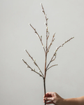 Branch | White