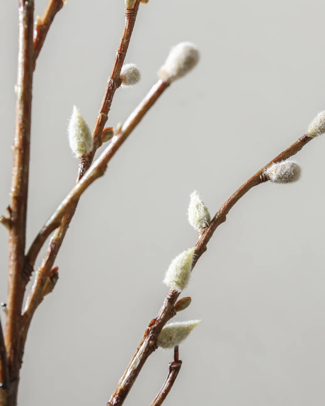 Branch | White