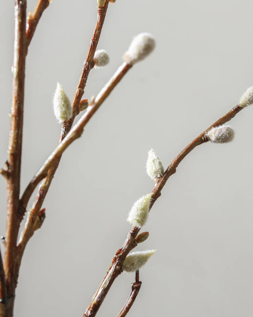 Branch | White