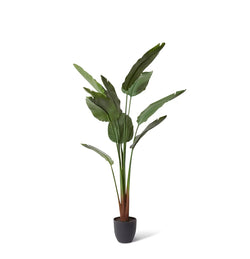 Bird Of Paradise - Indoor/Outdoor