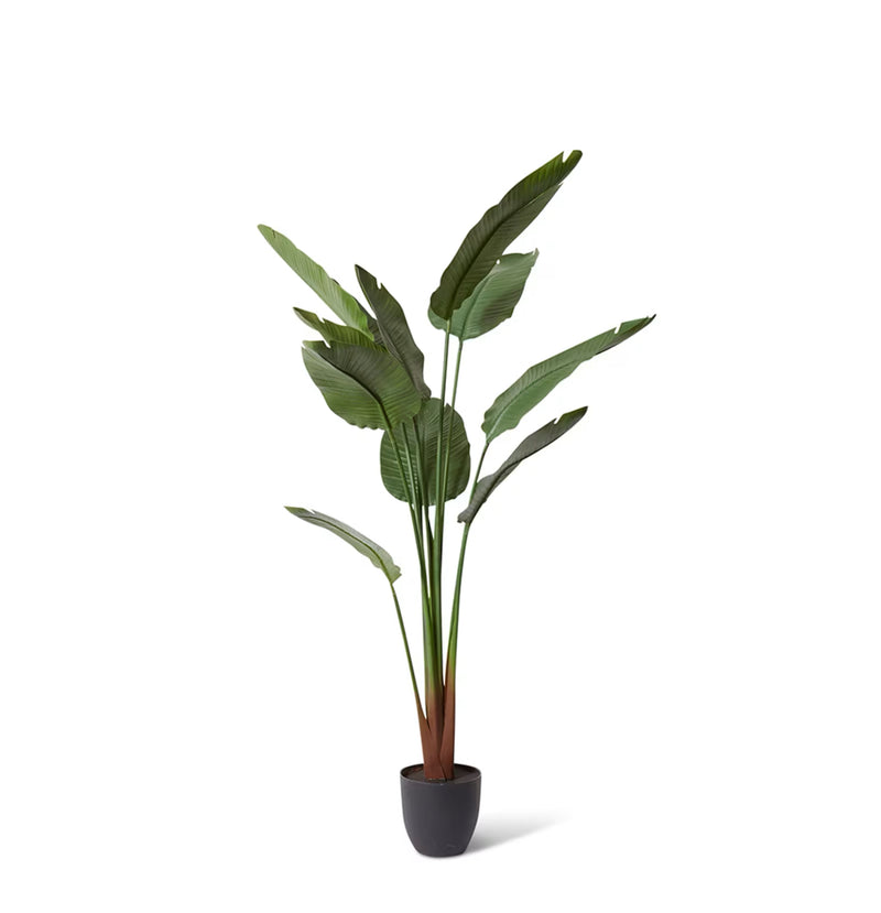 Bird Of Paradise - Indoor/Outdoor