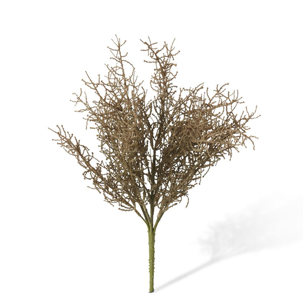 Santolina Bush
