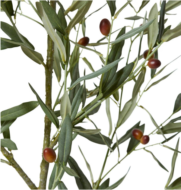 Olive Tree 170cm