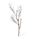 Deadwood Branch