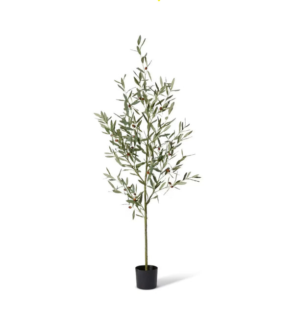 Olive Tree 170cm