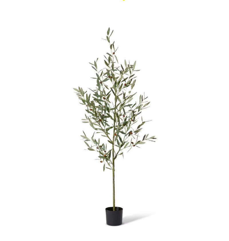 Olive Tree 170cm