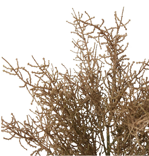Santolina Bush