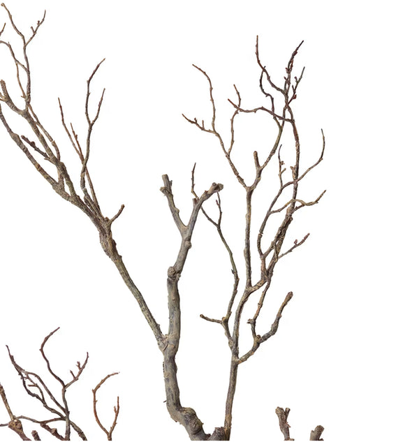 Deadwood Branch