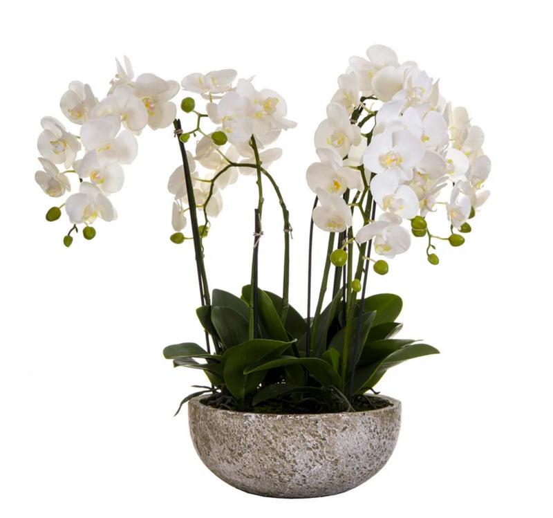 Clay Pot Orchid Arrangement