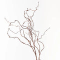 Curly Willow Twig Brown