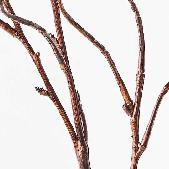 Curly Willow Twig Brown