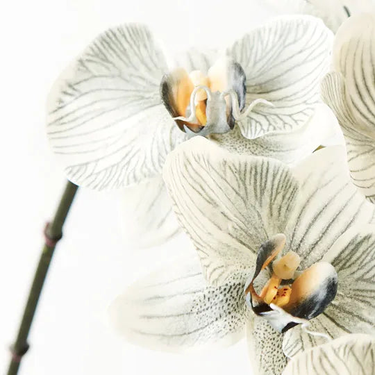 Orchid Phalaenopsis Infused grey