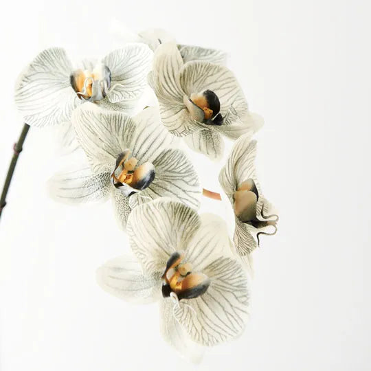 Orchid Phalaenopsis Infused grey