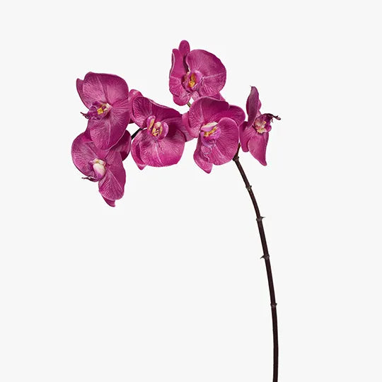Orchid Phalaenopsis Infused Fuschia