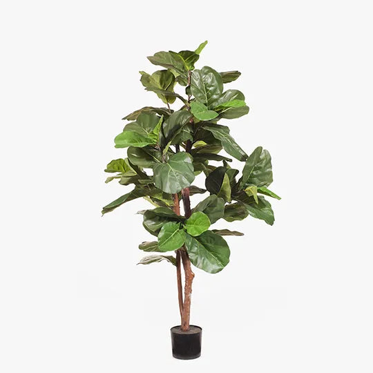 Fiddle Leaf Tree 1.83m