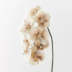 Orchid Phalaenopsis Infused Almond