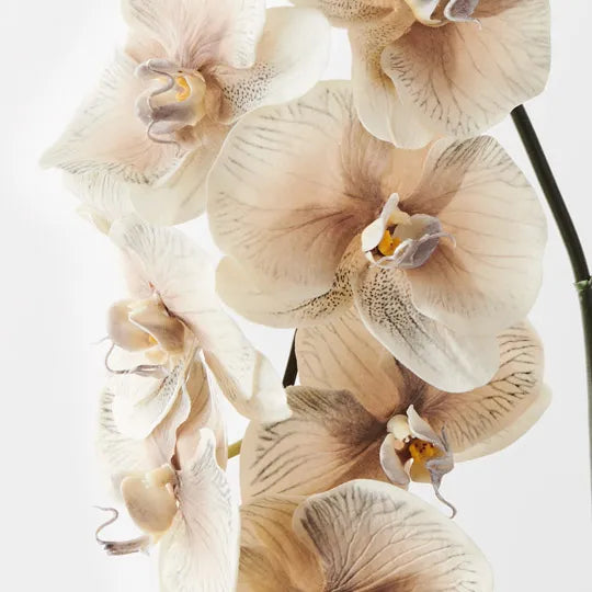 Orchid Phalaenopsis Infused Almond