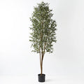 Olive Tree