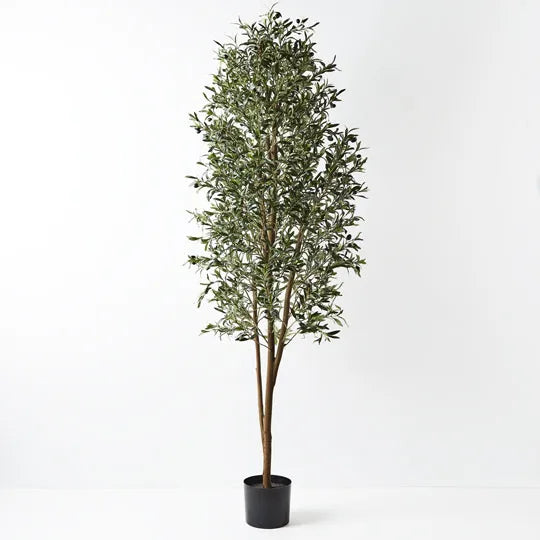 Olive Tree