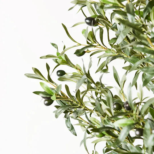 Olive Tree