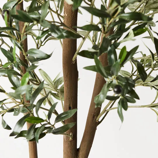 Olive Tree 2m