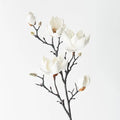 Magnolia Japanese Spray - White