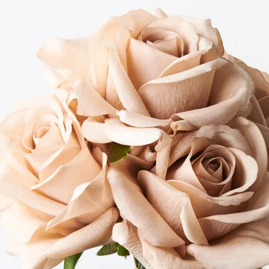Rose Bouquet- Latte