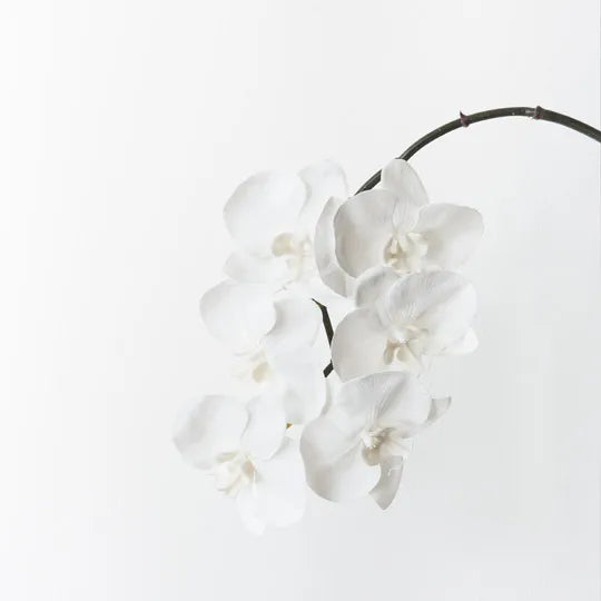 Orchid Phalaenopsis Infused Winter White