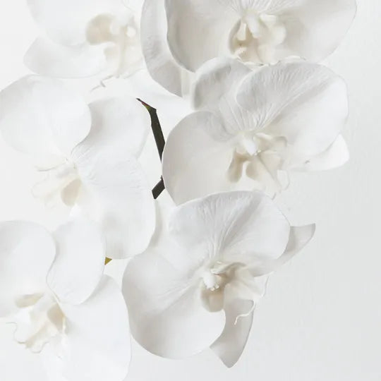 Orchid Phalaenopsis Infused Winter White