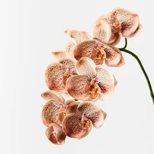 Orchid Phalaenopsis Spray Toffee