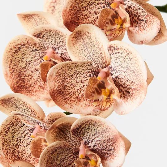 Orchid Phalaenopsis Spray Toffee