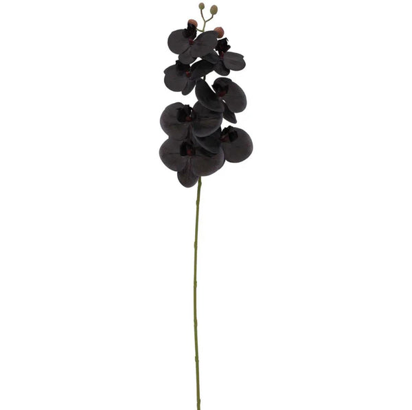 Orchid Phalaenopsis Spray Black