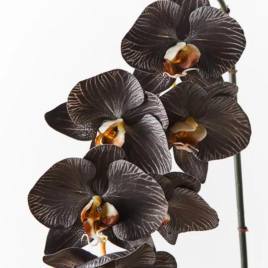 Orchid Phalaenopsis Infused Black/White