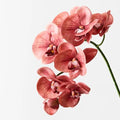 Orchid Phalaenopsis Spray Watermelon