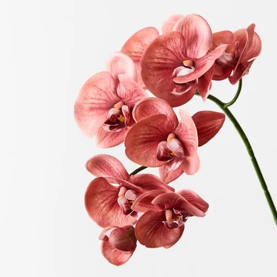 Orchid Phalaenopsis Spray Watermelon