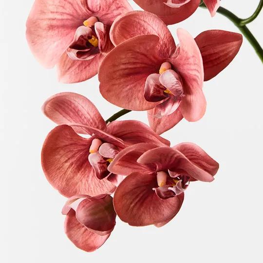Orchid Phalaenopsis Spray Watermelon