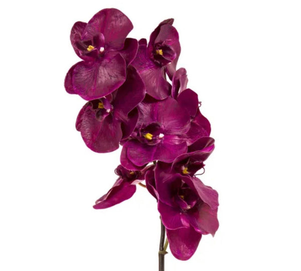 Orchid Phalaenopsis Spray - Fuschia