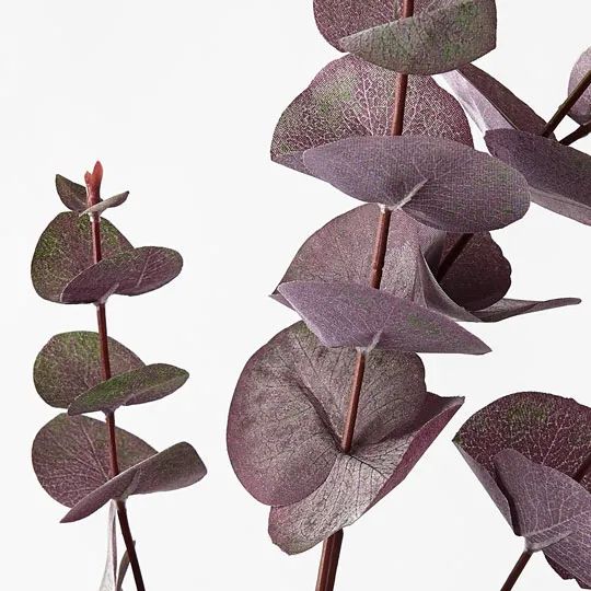 Eucalyptus Silver Dollar Purple