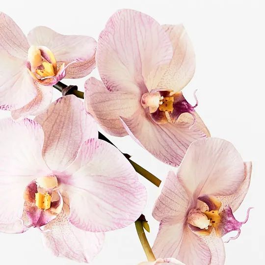 Orchid Infused Mini Lavender