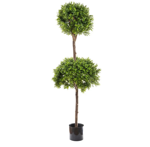 Boxwood Double Ball Tree