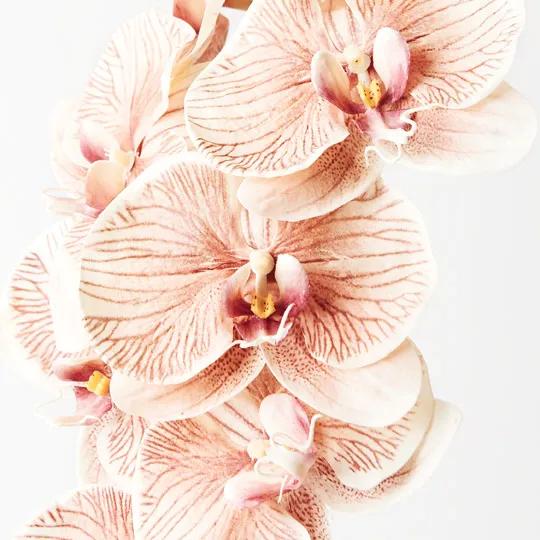 Orchid Phalaenopsis Mocha