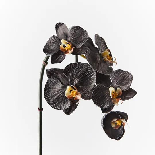Orchid Infused Mini Black