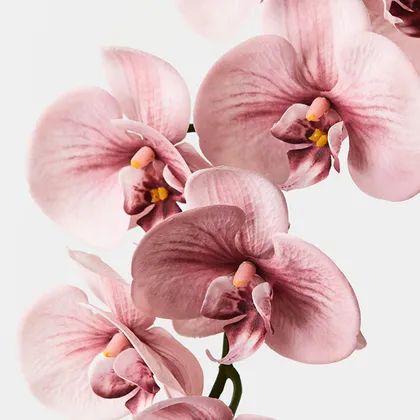 Orchid Phalaenopsis Dusty Pink