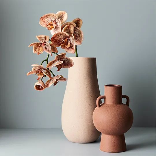 Orchid Phalaenopsis Spray Toffee