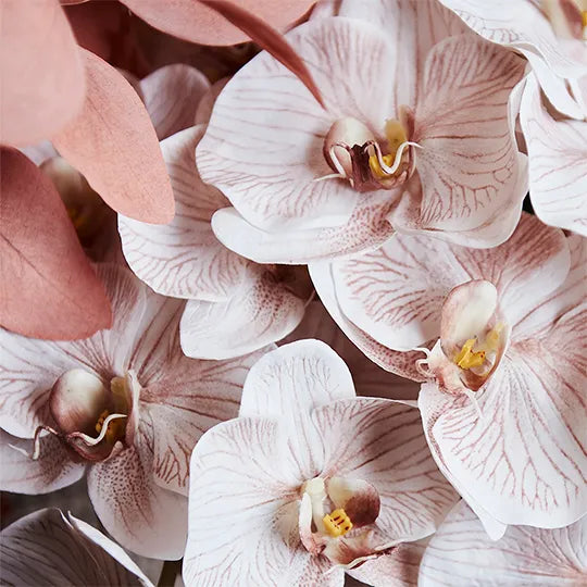 Orchid Phalaenopsis Latte