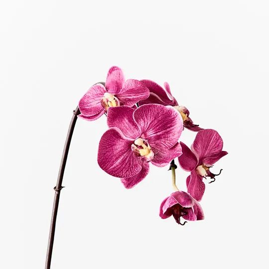 Orchid Infused Mini Fuschia