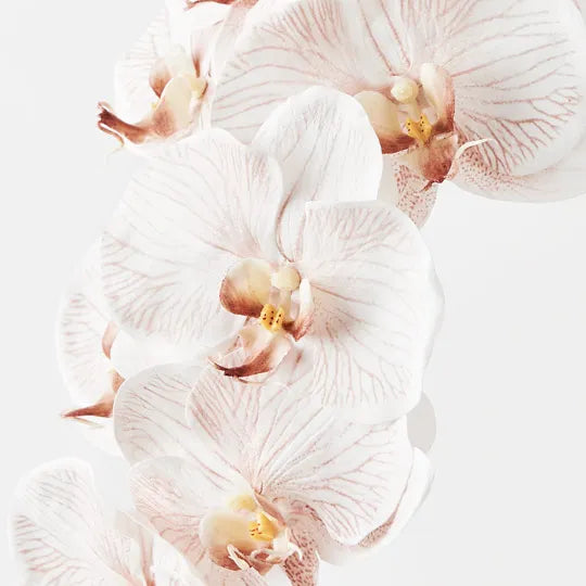 Orchid Phalaenopsis Latte