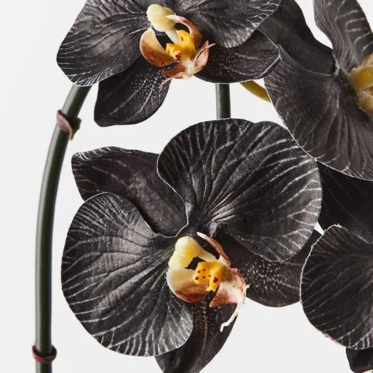 Orchid Infused Mini Black