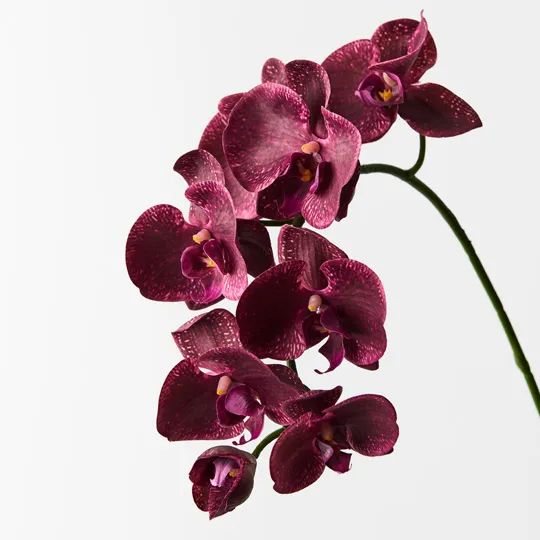Orchid Phalaenopsis Burgundy