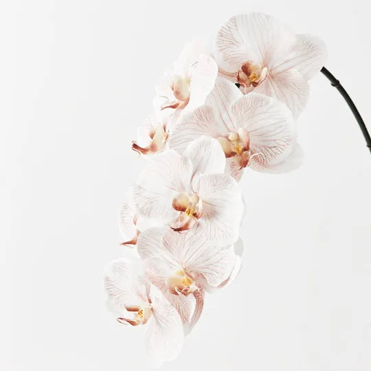 Orchid Phalaenopsis Latte